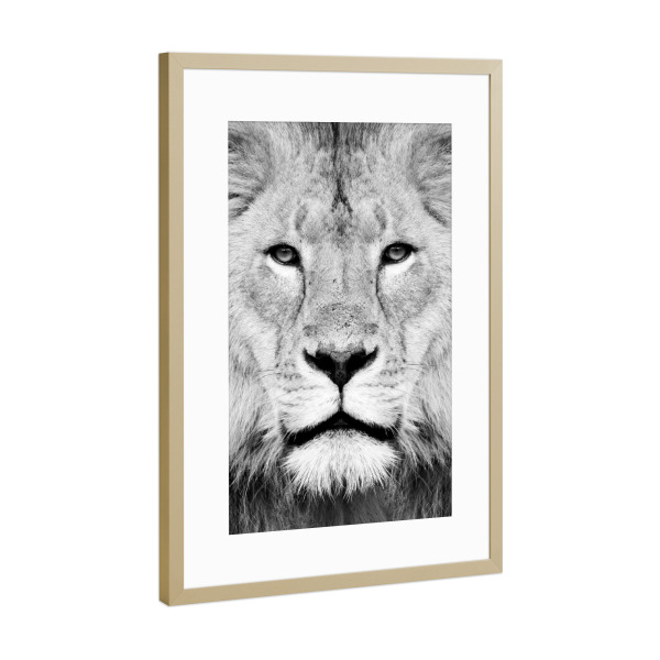 Poster mit Rahmen Gold "Black and White Lion Face" artboxONE - Tiere,Schwarzweiß - Lion,Animal