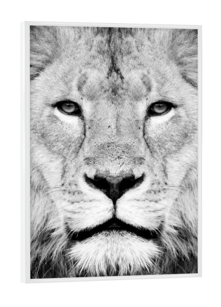 Poster mit weißem Rahmen "Black and White Lion Face" artboxONE - Tiere,Schwarzweiß - Lion,Animal