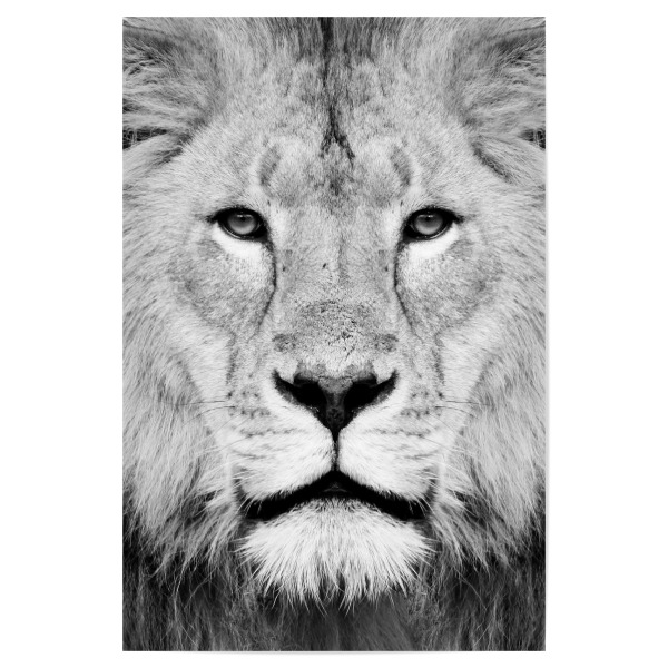 Poster "Black and White Lion Face" artboxONE - Tiere,Schwarzweiß - Lion,Animal