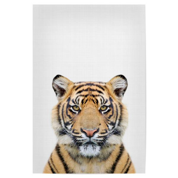 Poster 30x20 cm "Tiger Portrait (Color)" artboxONE - Tiere,Schwarzweiß - Tiger,Animal,Portrait