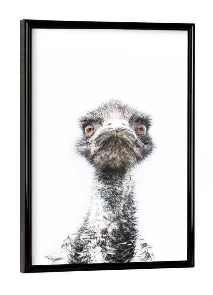 Poster mit schwarzem Rahmen "Emu Bird" artboxONE - Für Kinder,Tiere