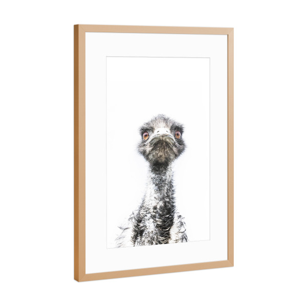 Poster mit Rahmen Kupfer "Emu Bird" artboxONE - Für Kinder,Tiere
