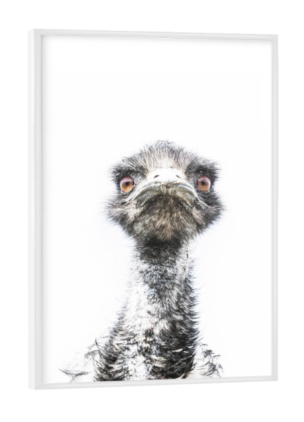 Poster mit weißem Rahmen "Emu Bird" artboxONE - Für Kinder,Tiere
