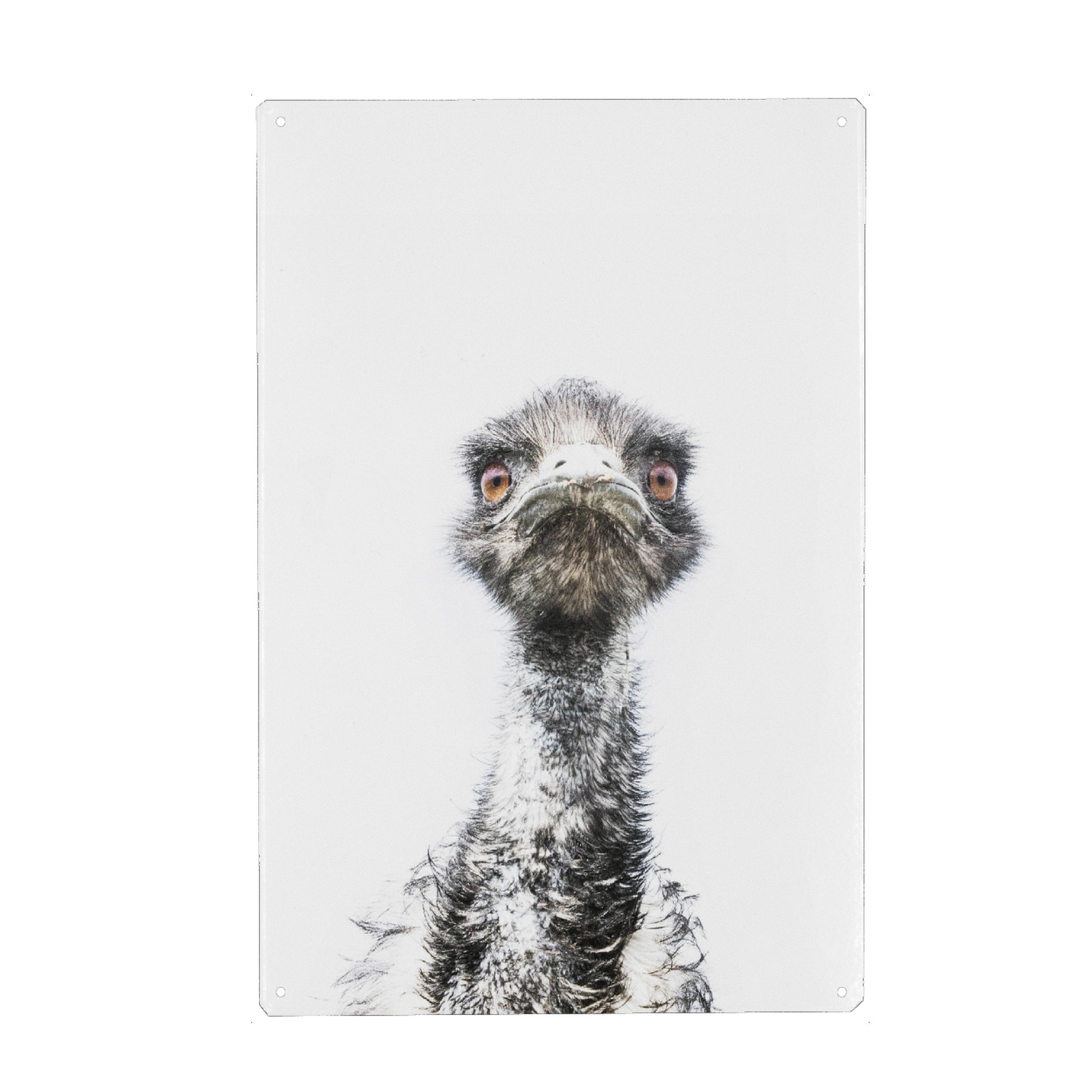 Metall Poster "Emu Bird" artboxONE - Für Kinder,Tiere