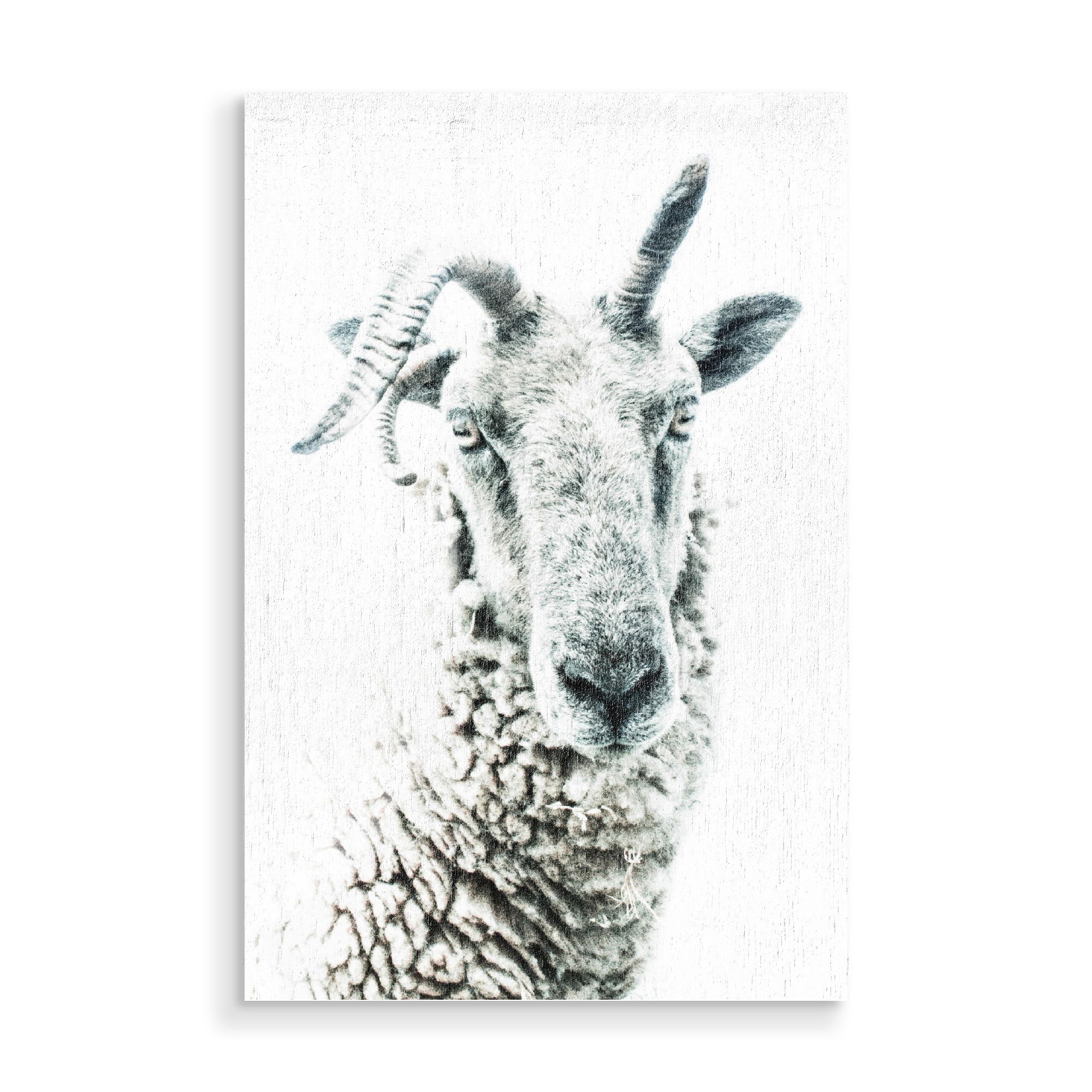 Holzbild "Sheep Portrait" artboxONE - Tiere
