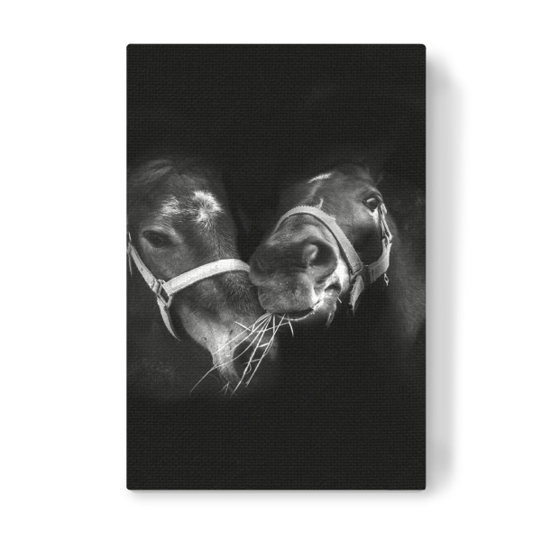 Leinwandbild "Partners" artboxONE - Tiere,Schwarzweiß - Horse,Horses,Portrait,Animal,Animal portrait