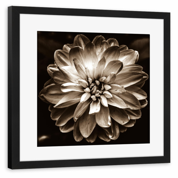 Poster mit Rahmen schwarz "Flower of Life (Sepia)" artboxONE - Floral - Nature,Blossom,Flower,Plant,Petals,Floral,Petal,Flower head,Garden,Sepia
