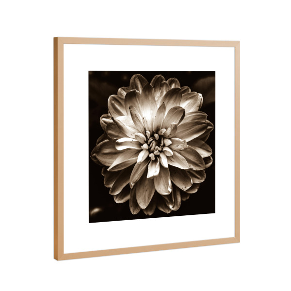 Poster mit Rahmen Kupfer "Flower of Life (Sepia)" artboxONE - Floral - Nature,Blossom,Flower,Plant,Petals,Floral,Petal,Flower head,Garden,Sepia