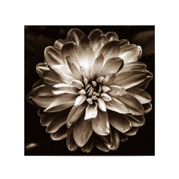 Poster 20x20 cm "Flower of Life (Sepia)" artboxONE - Floral - Nature,Blossom,Flower,Plant,Petals,Floral,Petal,Flower head,Garden,Sepia