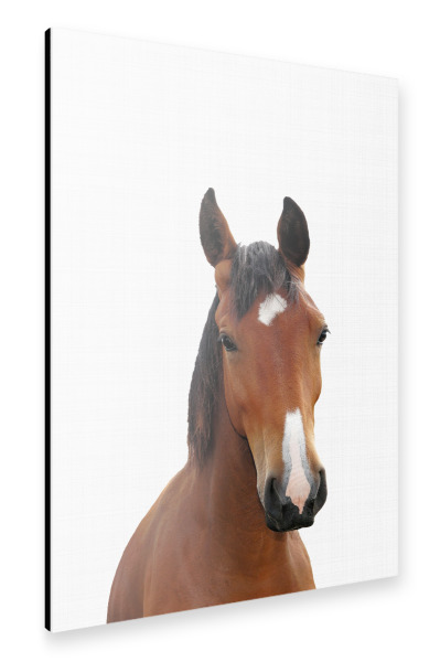 Alu-Dibond "Horse Portrait (Color)" 30x20 cm artboxONE