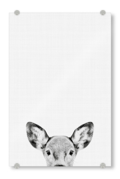 Acrylglasbild "Doe Deer Portrait (Black & White)" artboxONE - Tiere,Schwarzweiß