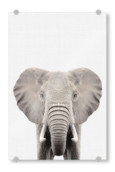 Acrylglasbild "Elephant Portrait (Color)" artboxONE - Tiere - Elephant,Portrait