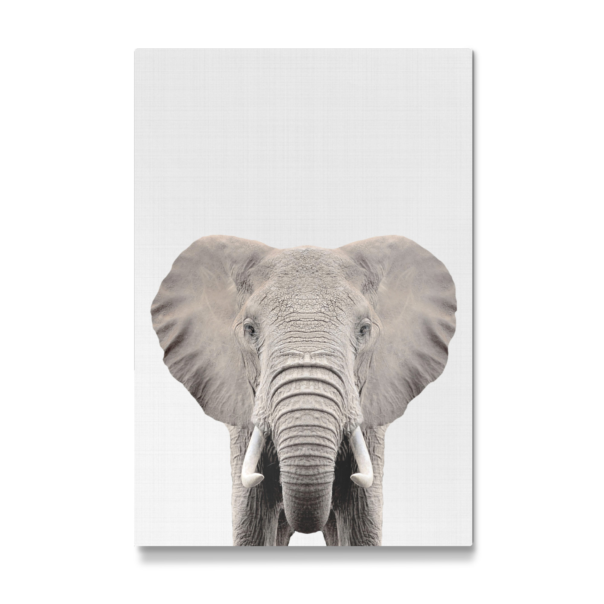 Galerie-Print "Elephant Portrait (Color)" 30x20 cm artboxONE