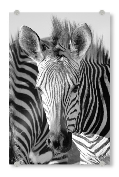 Acrylglasbild "Der Zebra Blick" artboxONE - Tiere,Schwarzweiß,Reise / Afrika - Zebra,Blick,Zebrastreifen