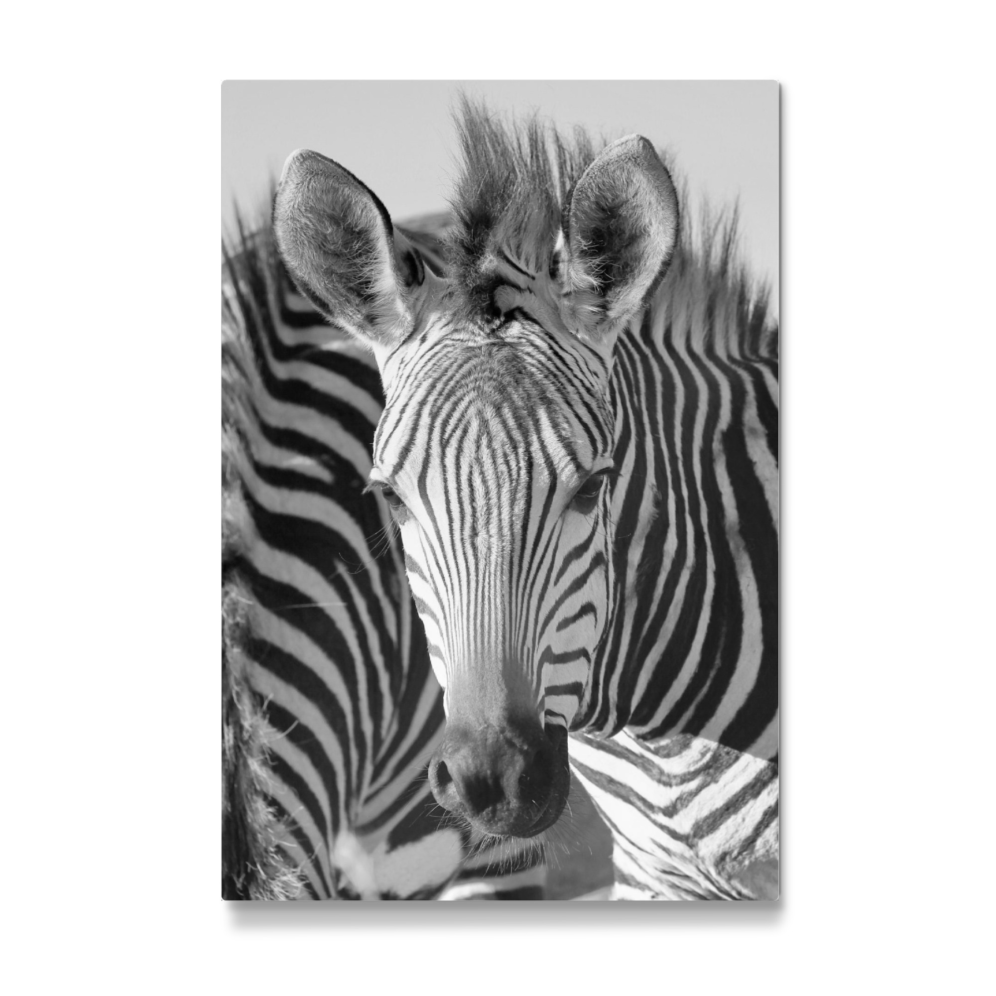 Galerie-Print "Der Zebra Blick" 30x20 cm artboxONE