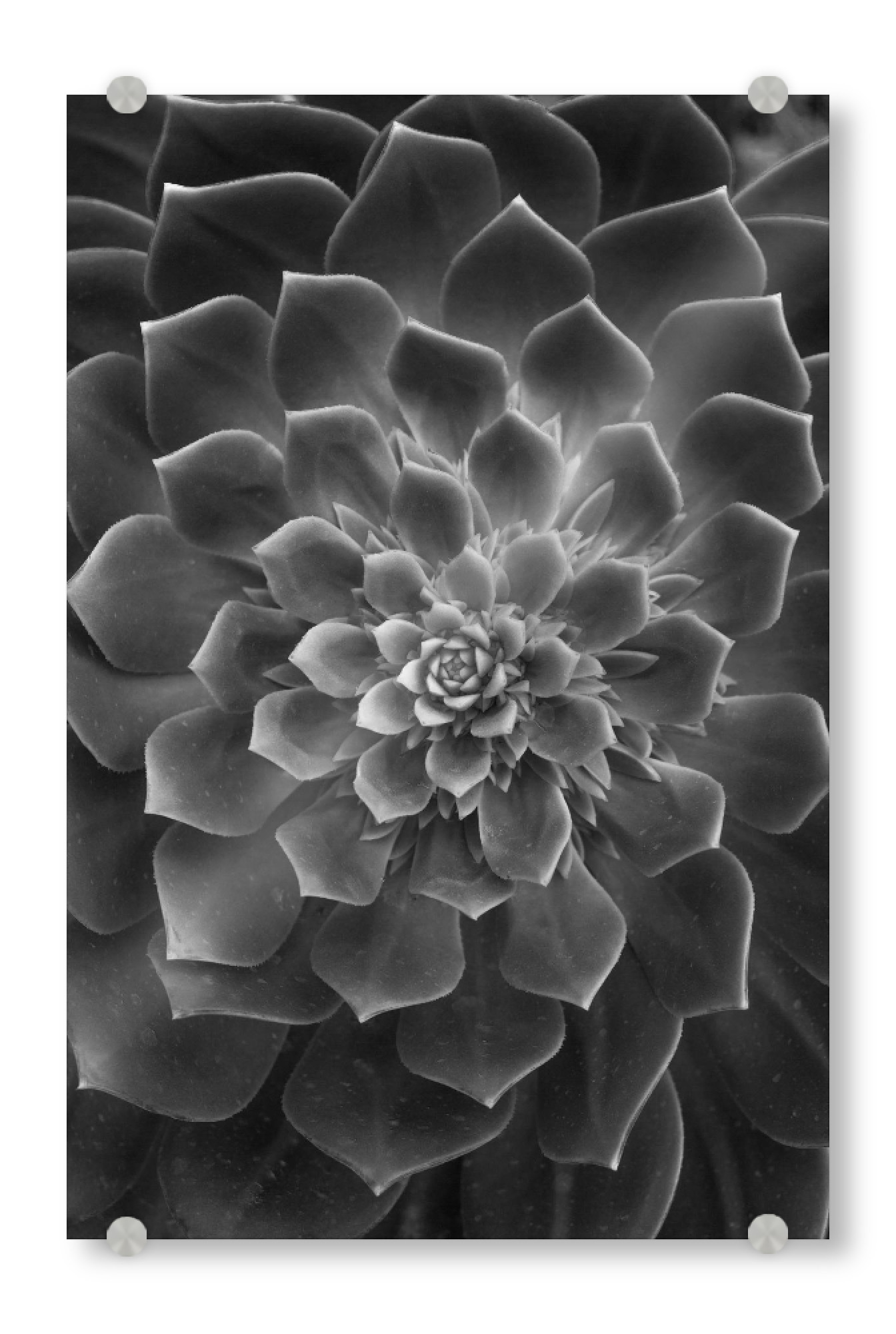 Acrylglasbild "Succulent Cacti" artboxONE - Floral - Petals,Leafs,Leaf,Leave,Leaves,Succulent,Nature,Plant,Botanitcal,Black & white,Photo,Photohgraphy