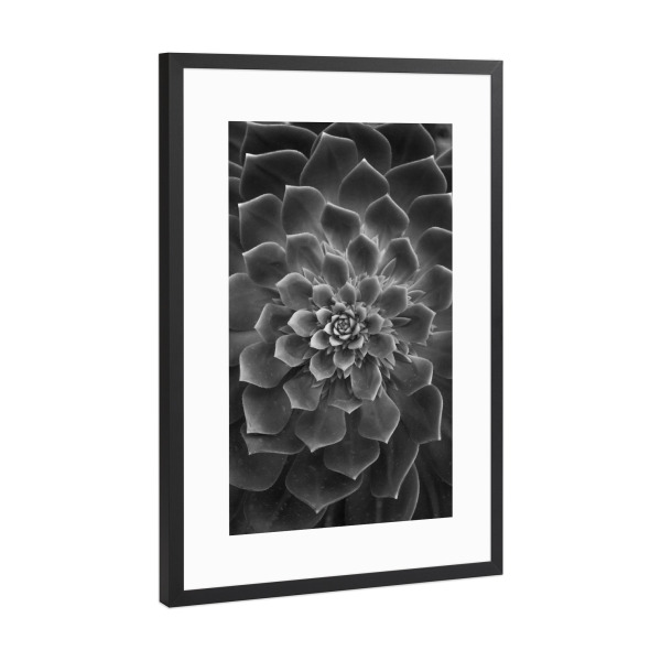Poster mit Rahmen Schwarz (Metallic) "Succulent Cacti" artboxONE - Floral