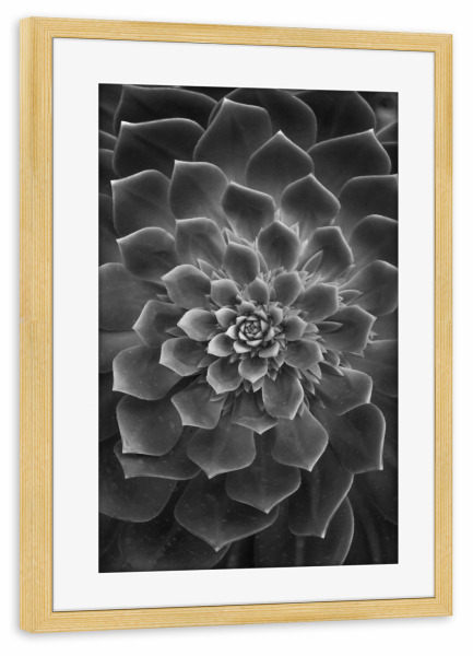 Poster mit Rahmen kiefer "Succulent Cacti" artboxONE - Floral