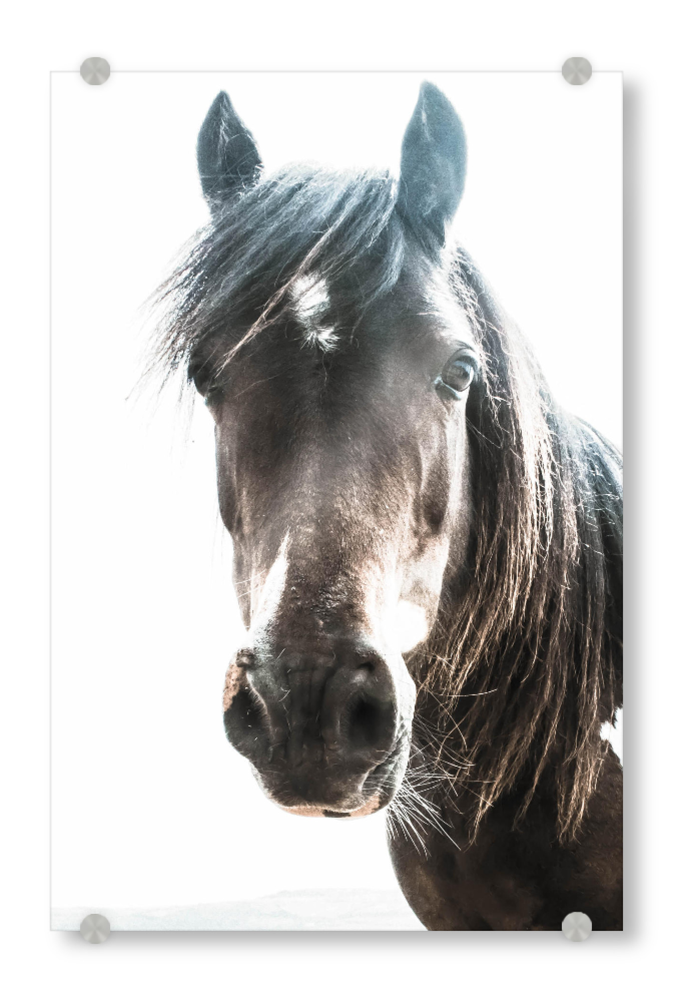 Acrylglasbild "Brown Horse Head Portrait" artboxONE - Tiere
