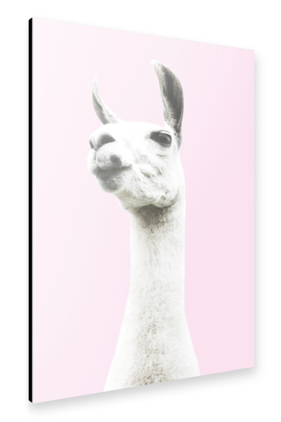 Alu-Dibond "Pink Llama" 30x20 cm artboxONE