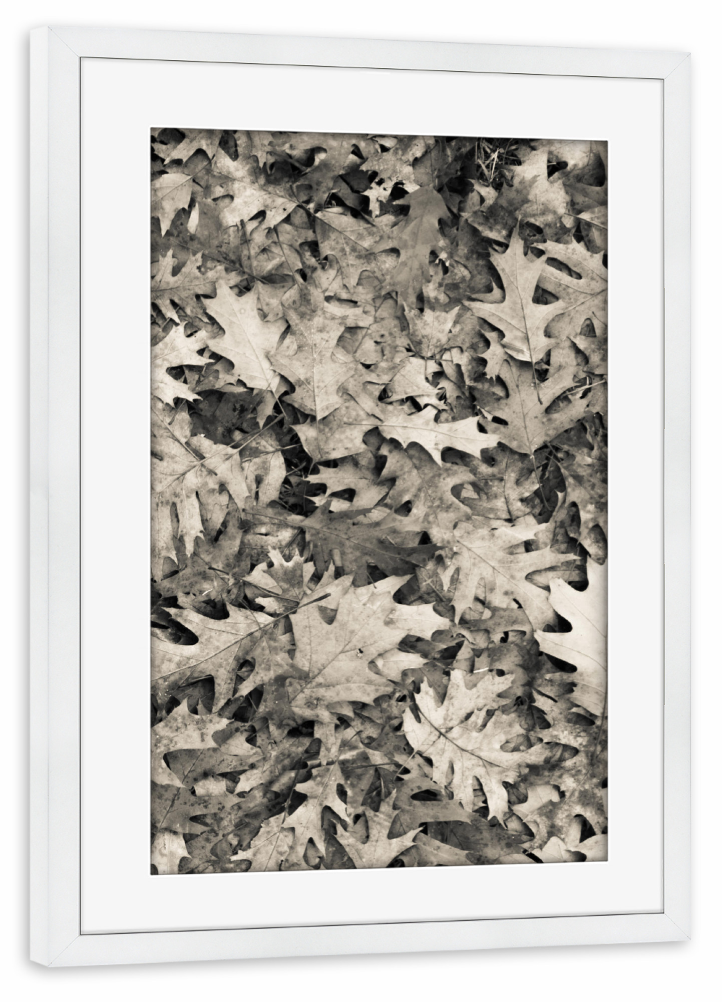 Poster mit Rahmen weiß "Autum Foliis" artboxONE - Natur,Schwarzweiß - Leaf,Leaves,Woods,Leafs,Forest floor,Forest