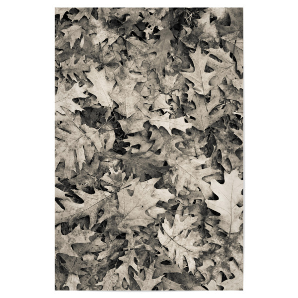 Poster "Autum Foliis" artboxONE - Natur,Schwarzweiß - Leaf,Leaves,Woods,Leafs,Forest floor,Forest