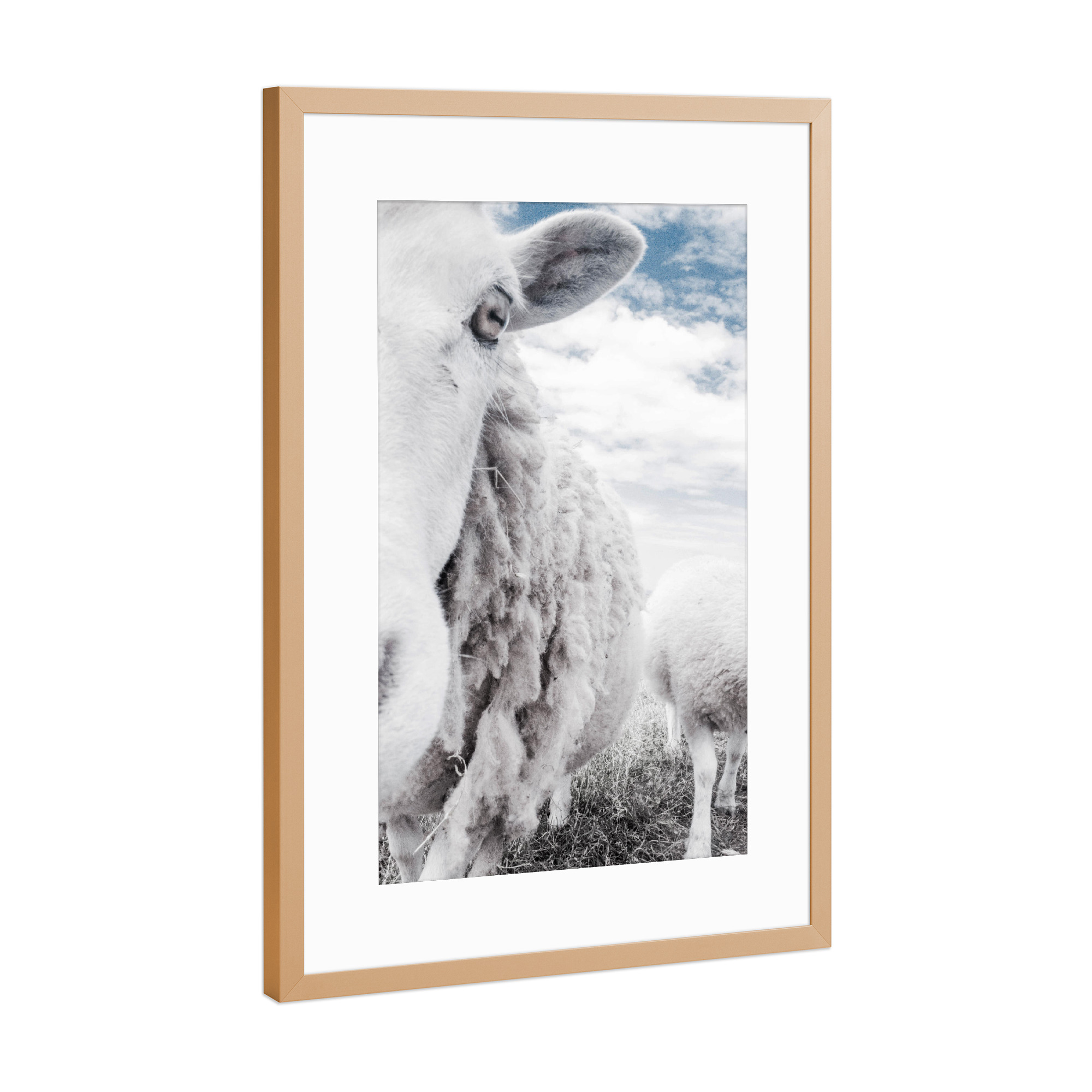 Poster mit Rahmen Kupfer "Sheeps" artboxONE - Tiere - Sheep,Goat,Landscape,Farm animal,Farm animals