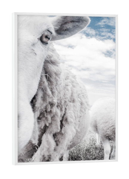 Poster mit weißem Rahmen "Sheeps" artboxONE - Tiere - Sheep,Goat,Landscape,Farm animal,Farm animals