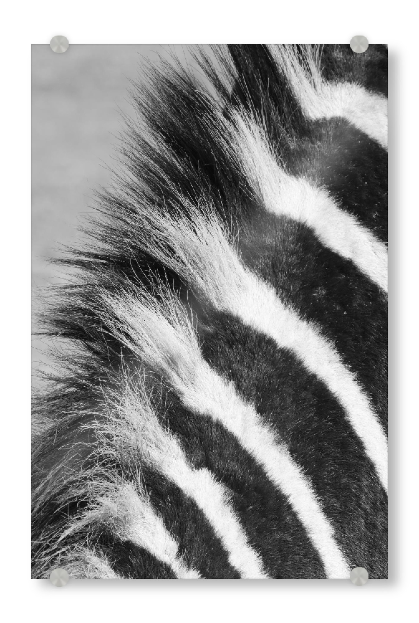 Acrylglasbild "Zebra Mähne nah" artboxONE - Tiere,Schwarzweiß - Zebra,Mähne,Afrika,Zebrastreifen