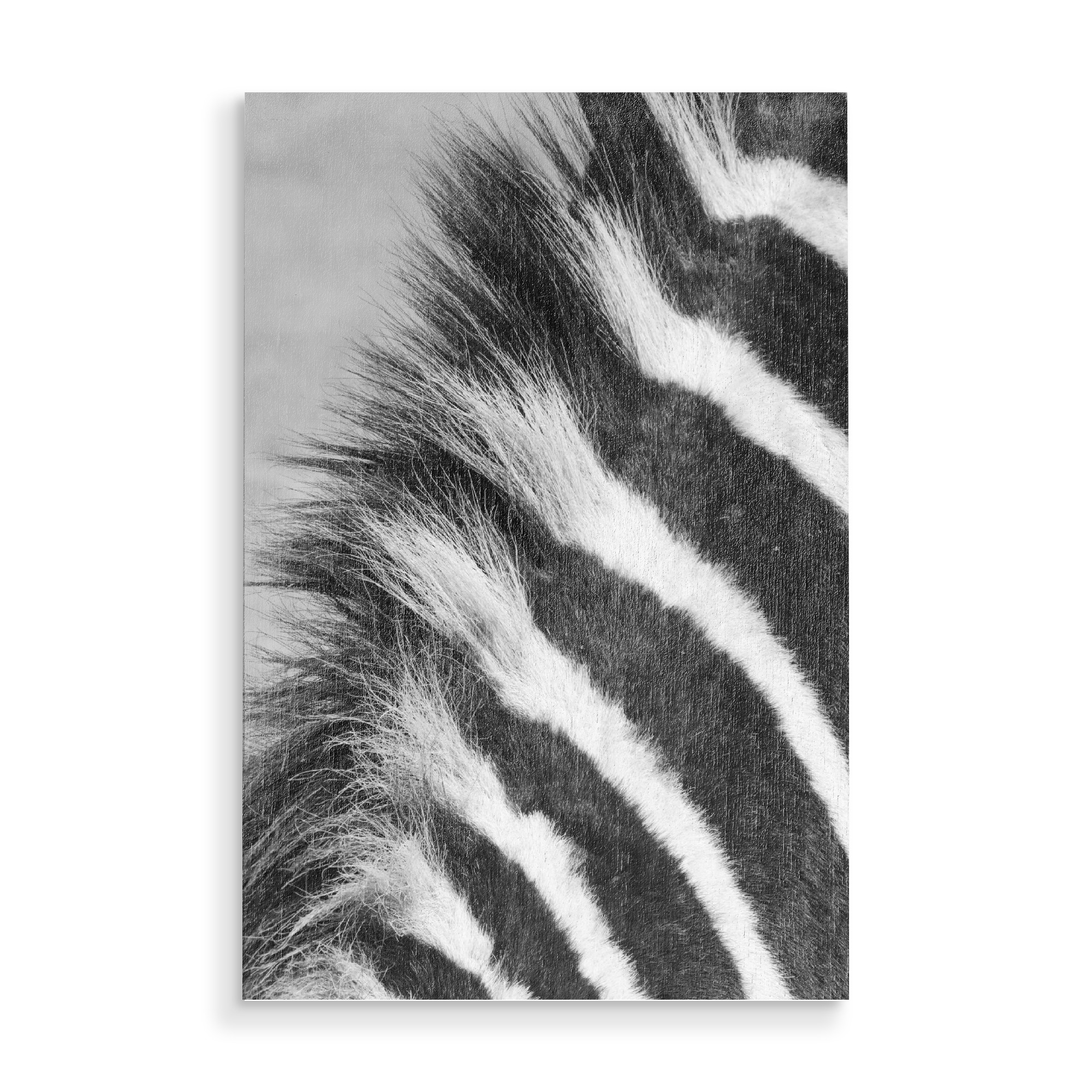 Holzbild "Zebra Mähne nah" artboxONE - Tiere,Schwarzweiß - Zebra,Mähne,Afrika,Zebrastreifen
