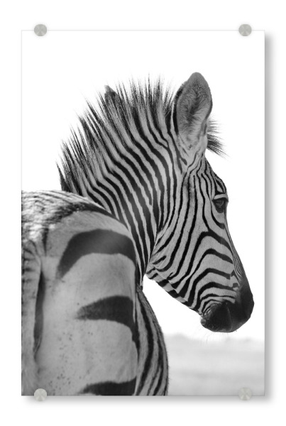 Acrylglasbild "Zebra von hinten bis vorne" artboxONE - Tiere,Schwarzweiß - Zebra,Streifen,Afrika