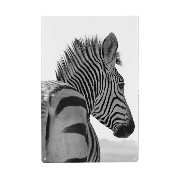 Holzbild "Zebra von hinten bis vorne" artboxONE - Tiere,Schwarzweiß - Zebra,Streifen,Afrika