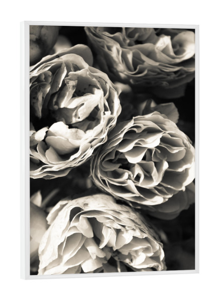 Poster mit weißem Rahmen "Petals One" artboxONE - Natur,Floral,Schwarzweiß - Black,White,Nature,Blossom,Flower,Floral,Plant,Black & white,Petals