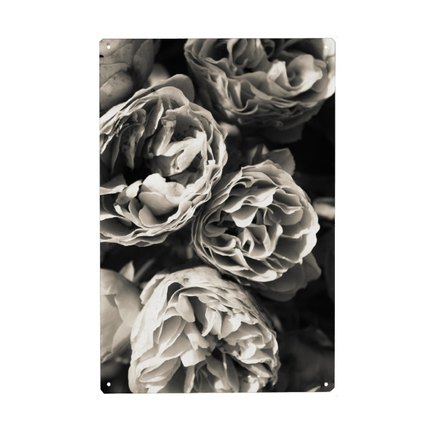 Metall Poster "Petals One" artboxONE - Natur,Floral,Schwarzweiß - Black,White,Nature,Blossom,Flower,Floral,Plant,Black & white,Petals - Blechschild