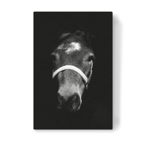 Leinwandbild "Dark Horse" artboxONE - Tiere,Schwarzweiß