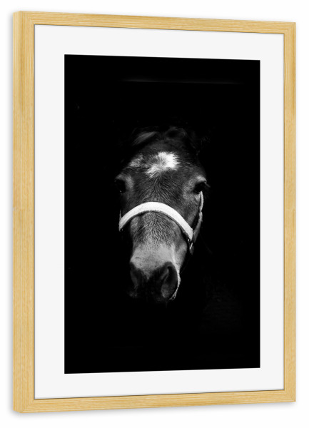 Poster mit Rahmen kiefer "Dark Horse" artboxONE - Tiere,Schwarzweiß