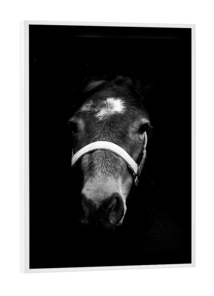Poster mit weißem Rahmen "Dark Horse" artboxONE - Tiere,Schwarzweiß