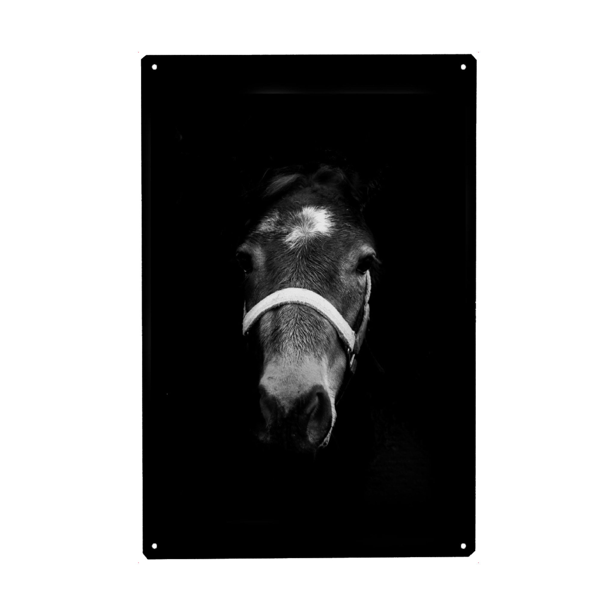 Holzbild "Dark Horse" artboxONE - Tiere,Schwarzweiß