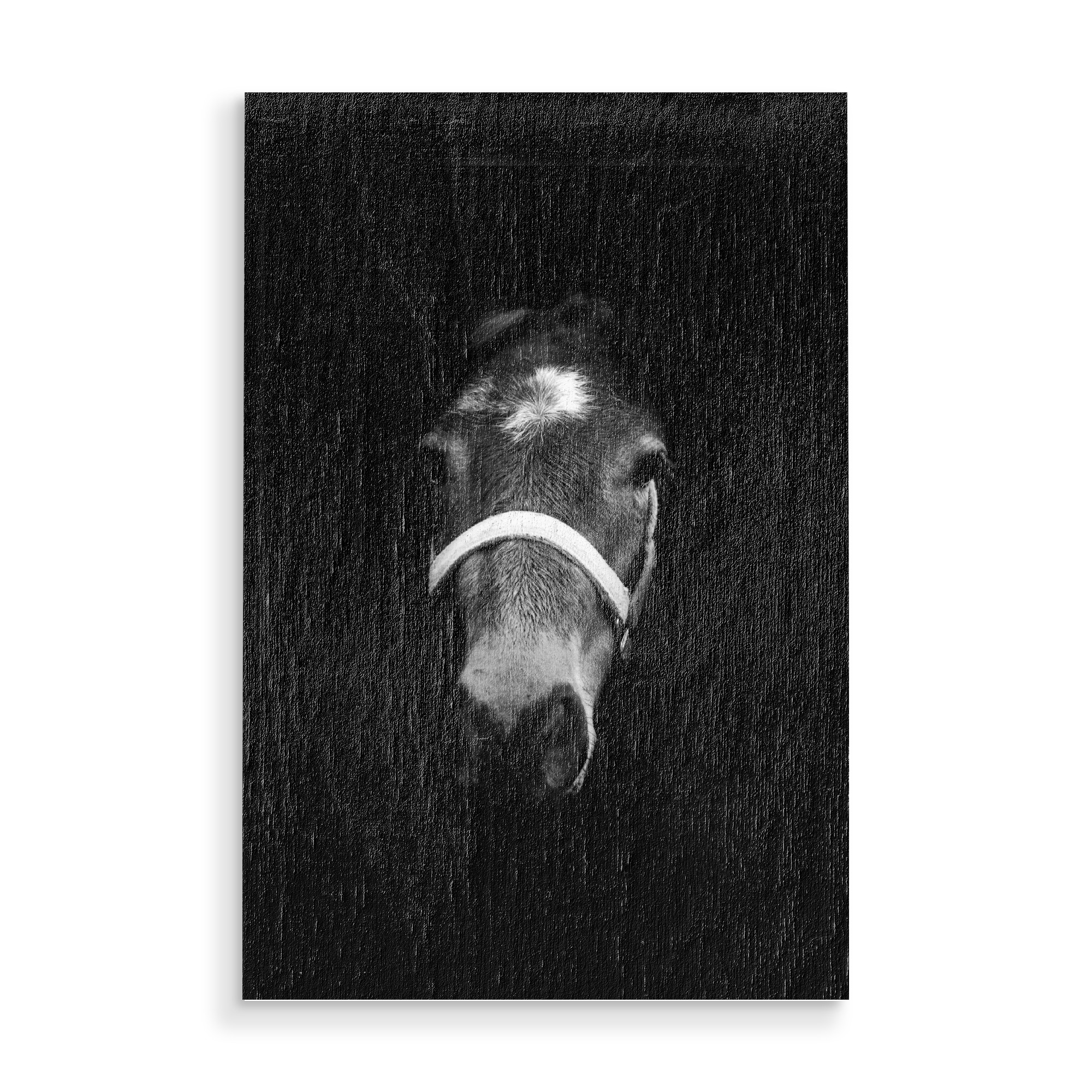 Holzbild "Dark Horse" artboxONE - Tiere,Schwarzweiß