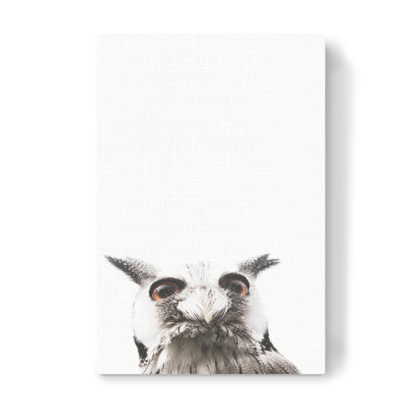 Leinwandbild "Lil Owl" artboxONE - Tiere - Portrait,Animal portrait,Owl,Animal,Birds,Owls,Feathers,Animals,Wildlife,Wildlife photography,Kidsroom,Boho