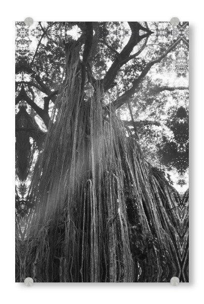 Acrylglasbild "Curtain Fig Tree" artboxONE - Natur,Reise,Schwarzweiß - Curtain fig tree,Tree,Aerial roots,Leaves,Nature,Forest,Australier,Roots