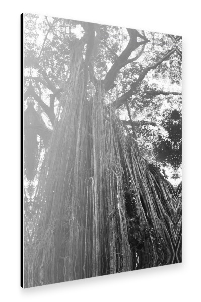 Alu-Dibond "Curtain Fig Tree" 30x20 cm artboxONE
