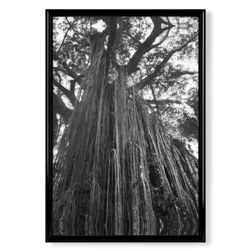 Curtain Fig Tree