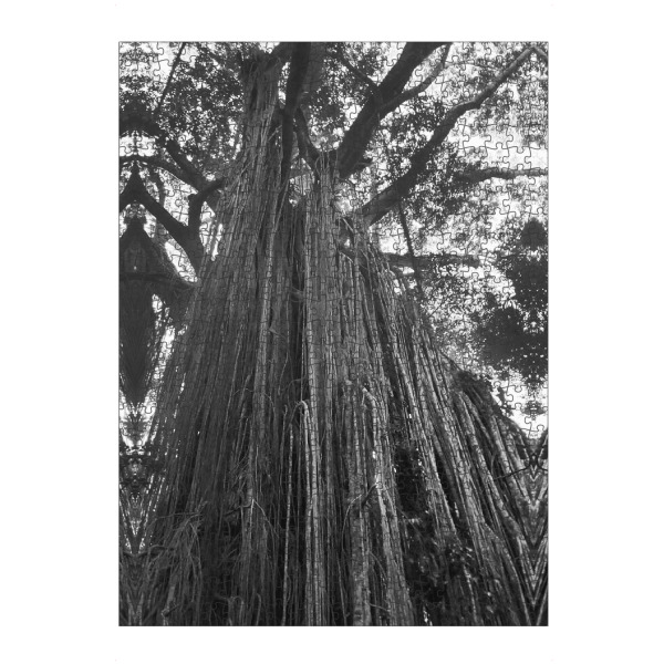 Puzzle Ravensburger "Curtain Fig Tree" artboxONE - Natur,Reise,Schwarzweiß - Curtain fig tree,Tree,Aerial roots,Leaves,Nature,Forest,Australier,Roots