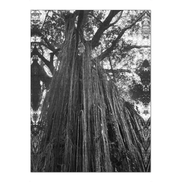 Puzzle Ravensburger "Curtain Fig Tree" artboxONE - Natur,Reise,Schwarzweiß - Curtain fig tree,Tree,Aerial roots,Leaves,Nature,Forest,Australier,Roots