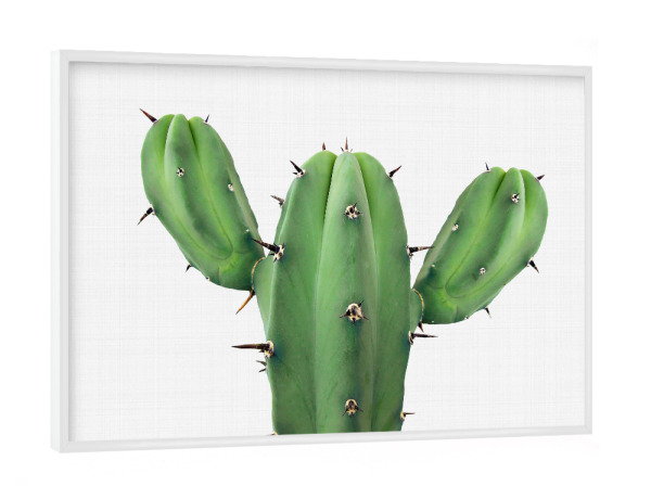 Poster mit weißem Rahmen "Green Cactus" artboxONE - Floral - Cactus,Cacti,Cactus art,Cactus print,Succulent,Pflanze,Kaktus,Kakteen,Wüste