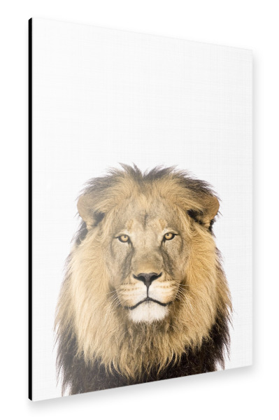 Alu-Dibond "Lion Portrait (Color)" 30x20 cm artboxONE