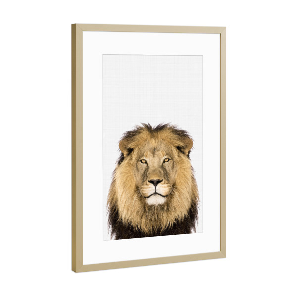 Poster mit Rahmen Gold "Lion Portrait (Color)" artboxONE - Tiere,Reise / Afrika