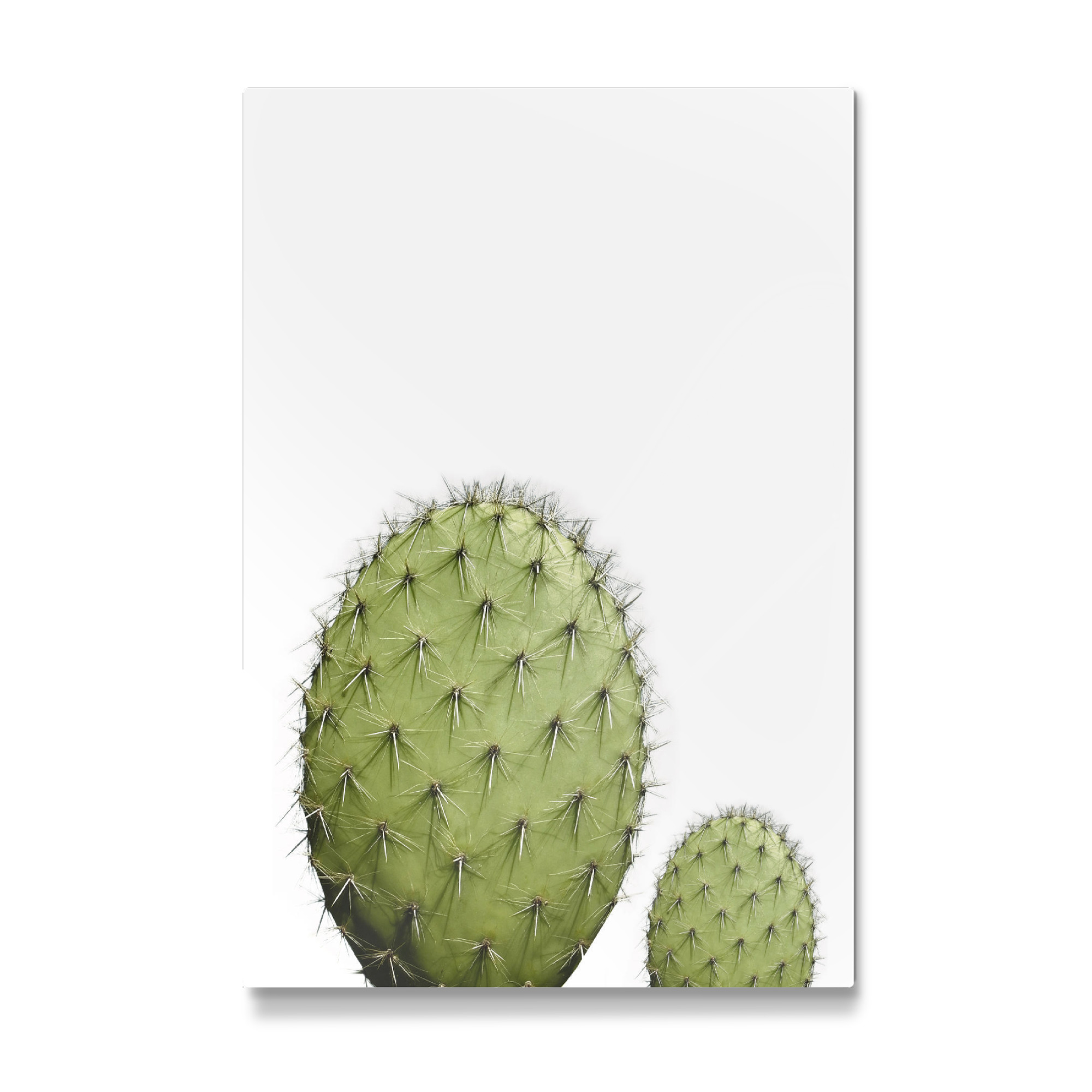 Galerie-Print "Cactus Photo" 75x50 cm artboxONE