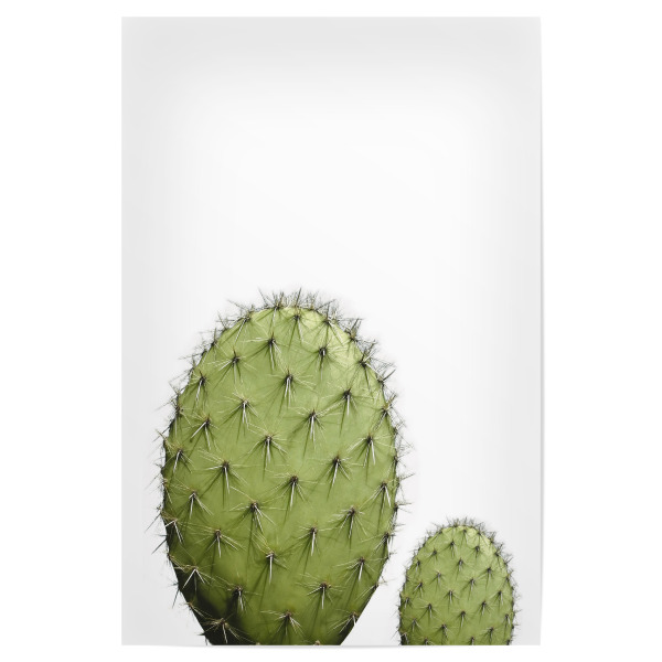 Poster 30x20 cm "Cactus Photo" artboxONE - Natur,Floral - Kaktus,Sukkulente